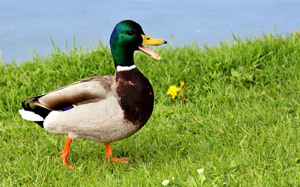 かものなかま 水辺の鳥たち 日本の野鳥 やちょう と なかよしになろうの冒険 子供の学習サイト おやこやクエスト