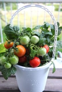 トマトの成長 せいちょう おうちで野菜を育てよう の冒険 子供の学習サイト おやこやクエスト