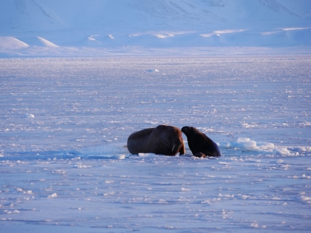 北極はこんなところだ 南極大陸 Vs 北極の冒険 子供の学習サイト おやこやクエスト
