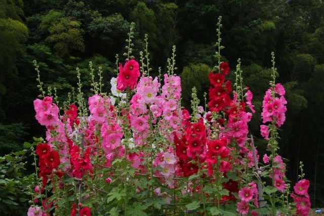 こんなお花知ってる 激難２ 花 植物 の名前 漢字でかける の冒険 子供の学習サイト おやこやクエスト