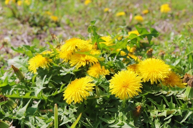 こんなお花知ってる 激難２ 花 植物 の名前 漢字でかける の冒険 子供の学習サイト おやこやクエスト