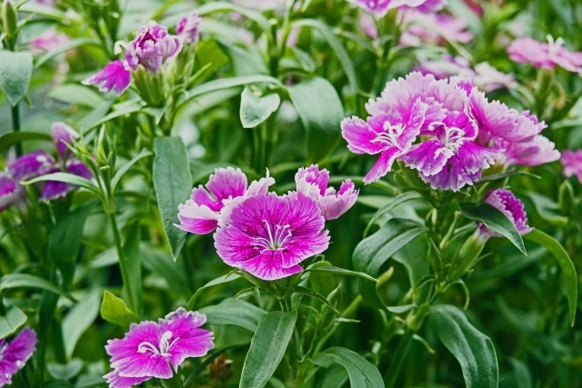 こんなお花知ってる 激難２ 花 植物 の名前 漢字でかける の冒険 子供の学習サイト おやこやクエスト