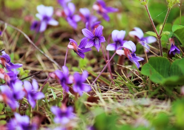 こんなお花知ってる 激難２ 花 植物 の名前 漢字でかける の冒険 子供の学習サイト おやこやクエスト