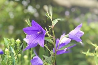 お花の漢字よめるかな 激難２ 花 植物 の名前 漢字でかける の冒険 子供の学習サイト おやこやクエスト